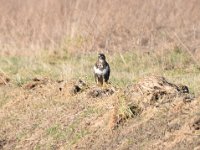 sitzender Maeusebussard 01